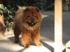 450px_IMG_0382___Chow_Chow_2C_front.jpg
